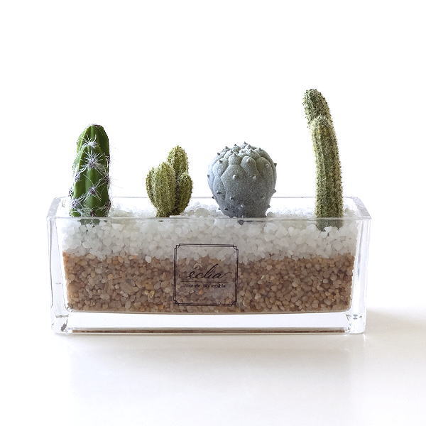 観葉植物 サボテン 寄せ植えの人気商品 通販 価格比較 価格 Com