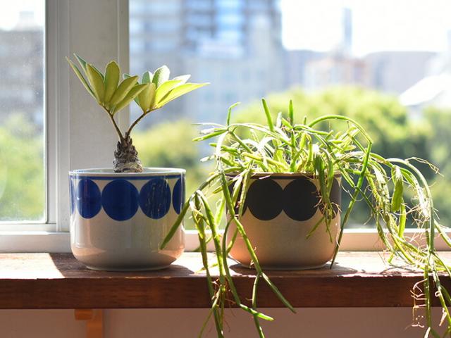 4号 観葉植物 鉢の人気商品 通販 価格比較 価格 Com