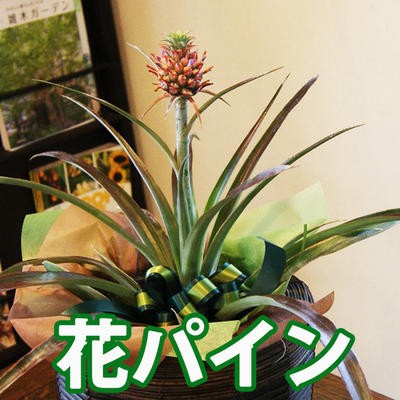 ミニ パイナップル 観葉植物の人気商品 通販 価格比較 価格 Com