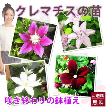 生花 クレマチス 鉢植えの人気商品 通販 価格比較 価格 Com