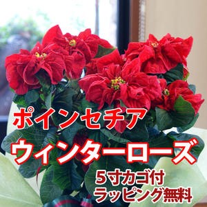 生花 ポインセチア 鉢植えの人気商品 通販 価格比較 価格 Com