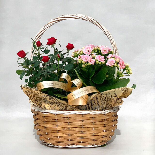 バラ 寄せ植え 鉢 Diy 工具の人気商品 通販 価格比較 価格 Com