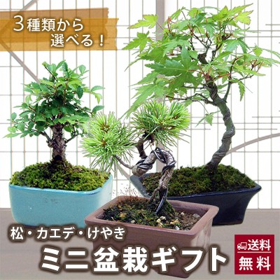 植木 盆栽 苔の人気商品 通販 価格比較 価格 Com