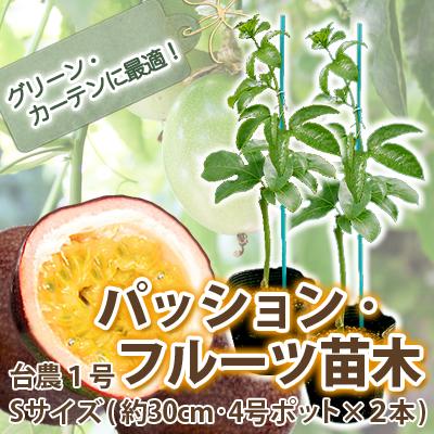 苗 パッションフルーツの人気商品 通販 価格比較 価格 Com 苗 パッションフルーツの人気商品 通販 価格比較 価格 Com