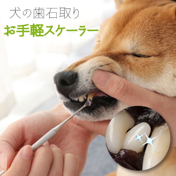 犬用ペットグッズ スケーラーの人気商品 通販 価格比較 価格 Com