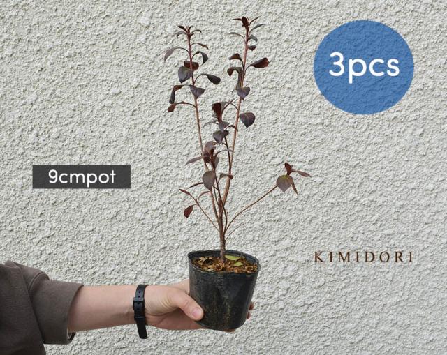 ガーデニング カラーリーフの人気商品 通販 価格比較 価格 Com