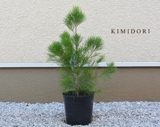 ガーデニング 常緑樹の人気商品 通販 価格比較 価格 Com