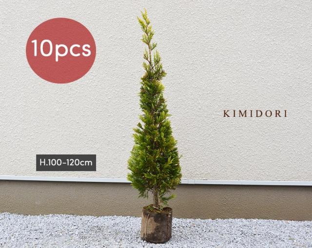 コニファー 目隠しの人気商品 通販 価格比較 価格 Com