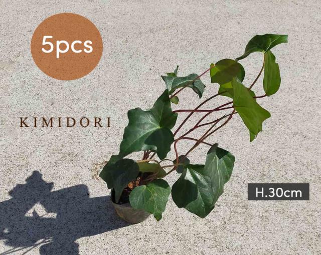 観葉植物 ヘデラの人気商品 通販 価格比較 価格 Com