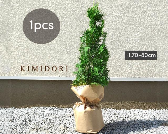 目隠し 鉢植えの人気商品 通販 価格比較 価格 Com