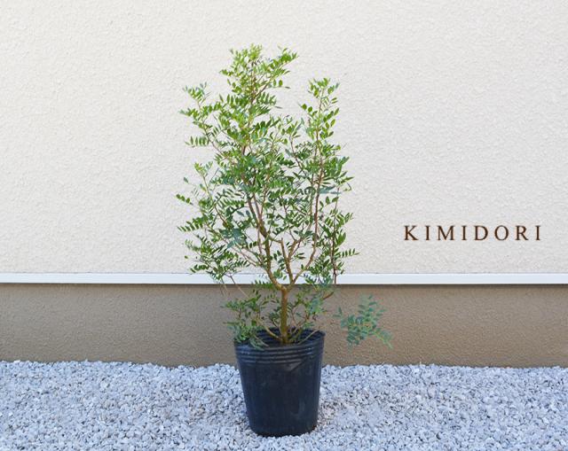 観葉植物 常緑樹 低木の人気商品 通販 価格比較 価格 Com