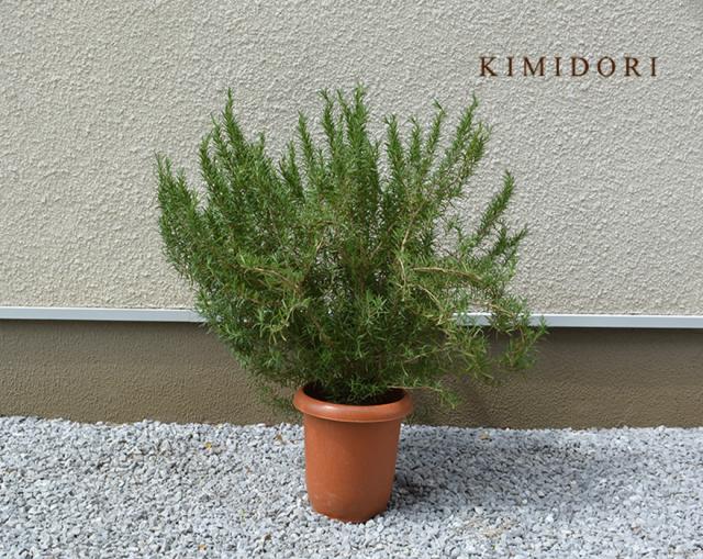 ハーブ ガーデニング おしゃれの人気商品 通販 価格比較 価格 Com