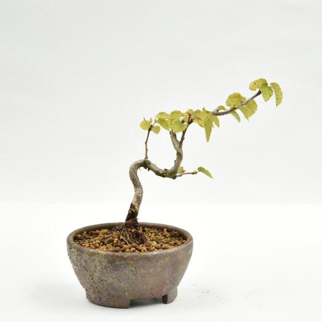 植木 盆栽 欅の人気商品 通販 価格比較 価格 Com