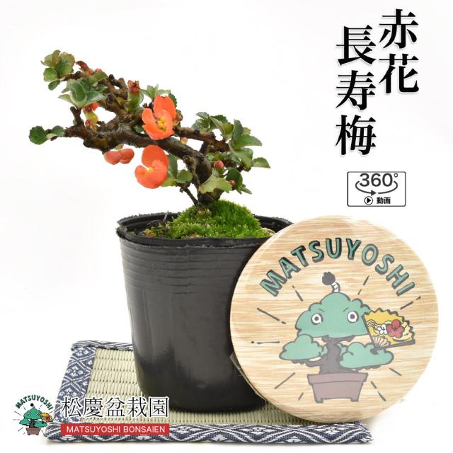 ミニ盆栽 長寿梅 盆栽 植木の人気商品 通販 価格比較 価格 Com