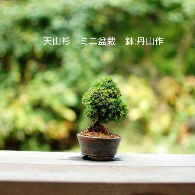 ミニ 盆栽 セットの人気商品 通販 価格比較 価格 Com