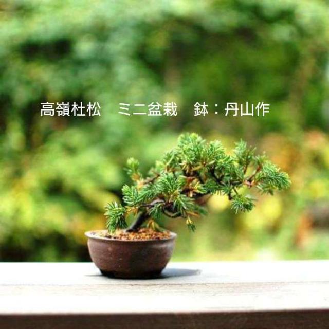 ミニ 盆栽 おしゃれの人気商品 通販 価格比較 価格 Com ミニ 盆栽 おしゃれの人気商品 通販 価格比較 価格 Com