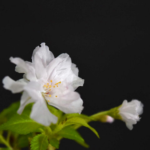 牡丹 盆栽 植木の人気商品 通販 価格比較 価格 Com