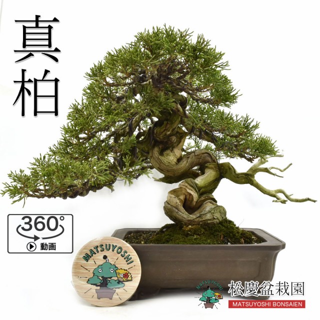 Sale 公式通販 盆栽 真柏 小品盆栽 しんぱく 現物販売 Bonsai 高級感 Dermrxpharmacy Com