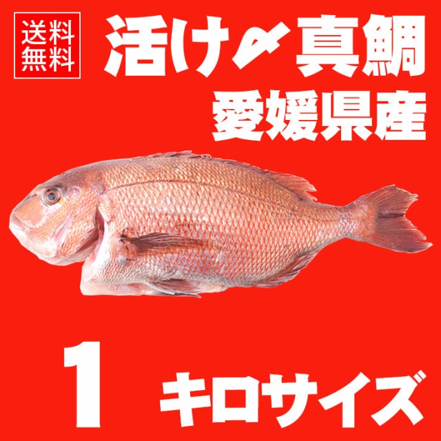 鯛 1kg 魚の人気商品 通販 価格比較 価格 Com